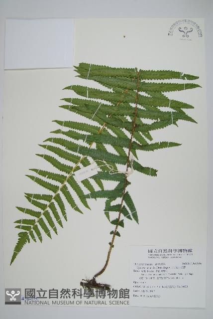 密腺小毛蕨藏品圖，第1張