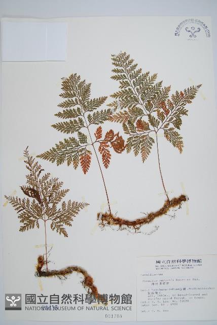 海州骨碎補藏品圖，第1張