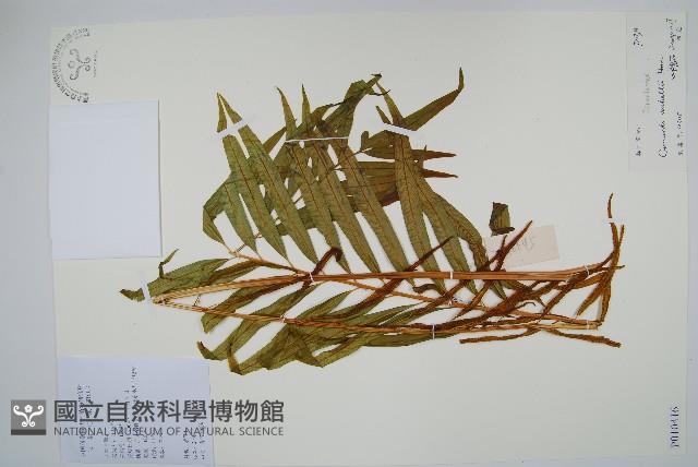 華南紫萁藏品圖，第1張