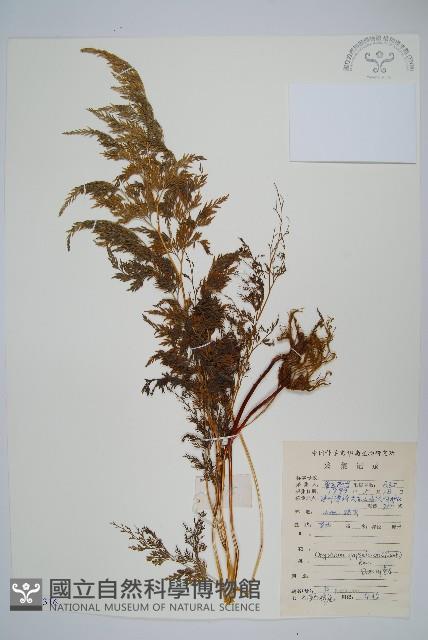 日本金粉蕨藏品圖，第1張