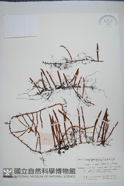 石蕨藏品圖，第1張