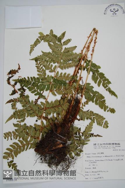 兒玉氏耳蕨藏品圖，第1張