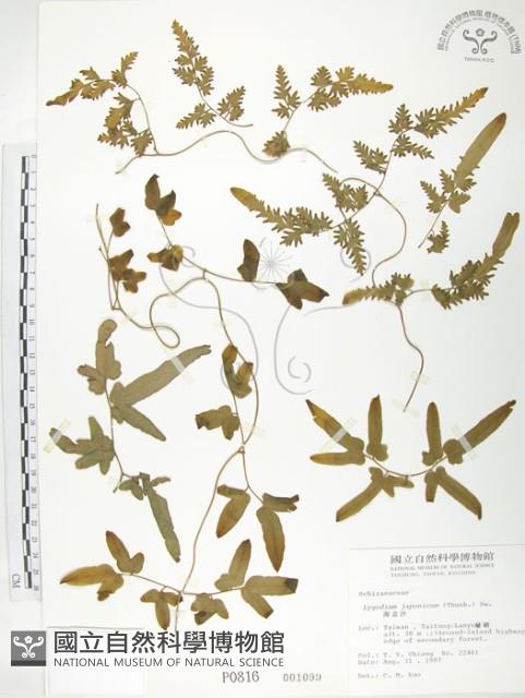 海金沙藏品圖，第1張