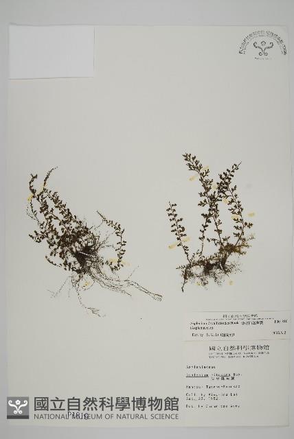 骨碎補鐵角蕨藏品圖，第1張