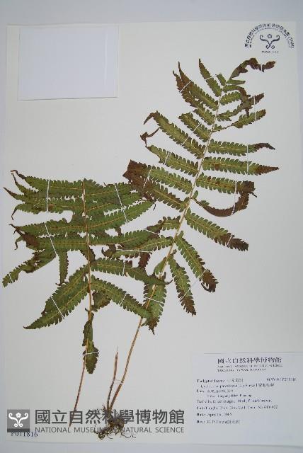 密毛毛蕨藏品圖，第1張