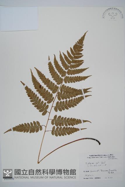 廣葉深山雙蓋蕨藏品圖，第1張