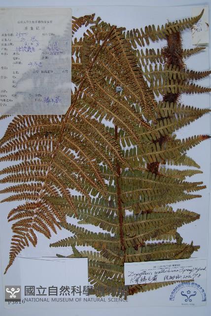 瓦氏鱗毛蕨藏品圖，第1張