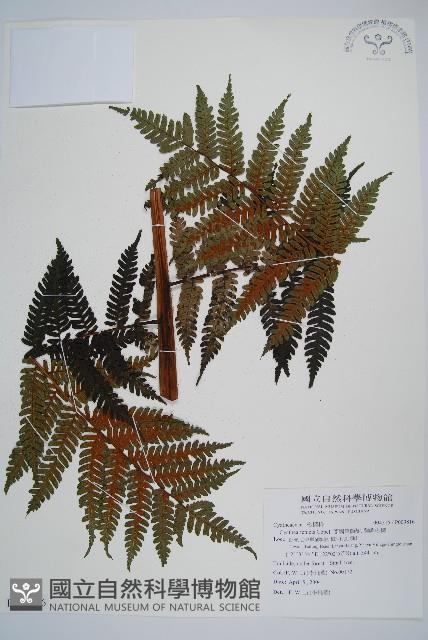 蘭嶼筆筒樹、蘭嶼桫欏藏品圖，第1張