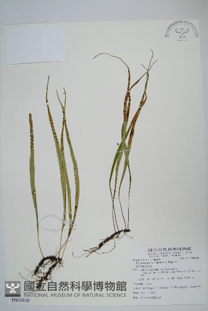 擬芨瓦葦藏品圖，第1張