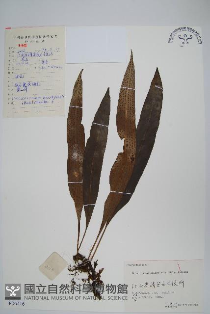 波氏星蕨藏品圖，第1張