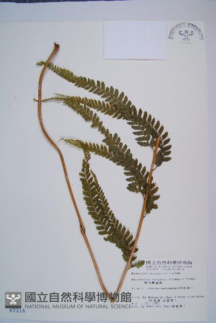 粗毛鱗蓋蕨藏品圖，第1張