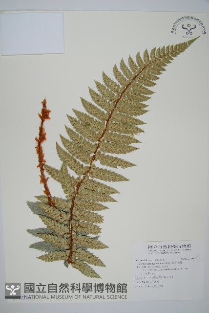 硬葉耳蕨藏品圖，第1張