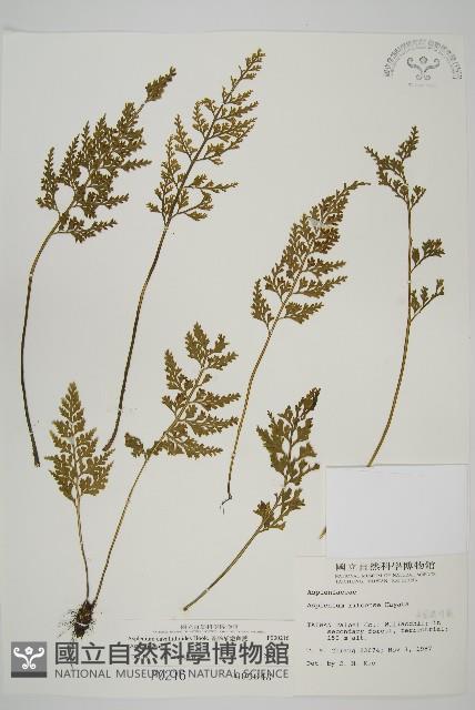 骨碎補鐵角蕨藏品圖，第1張