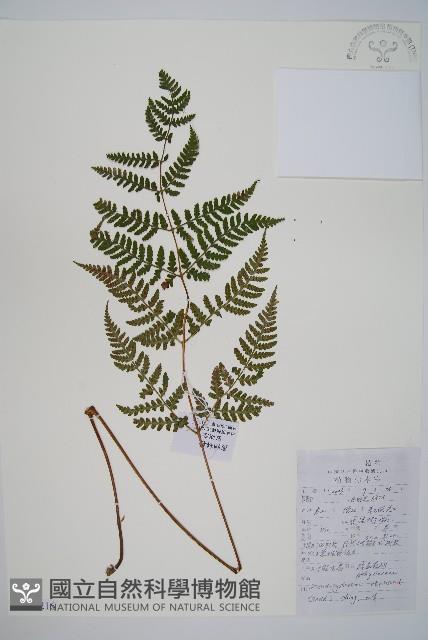 假冷蕨藏品圖，第1張