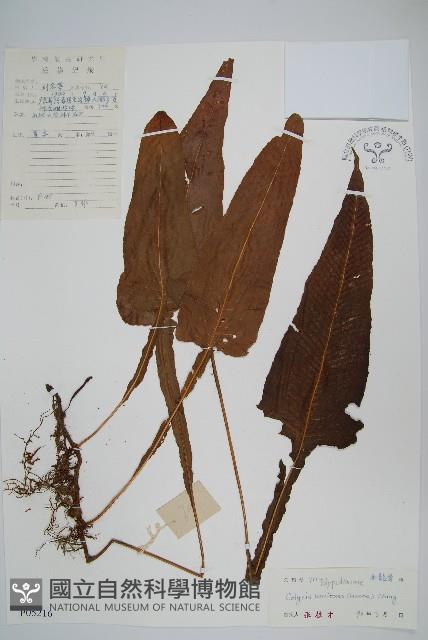 胃葉線蕨藏品圖，第1張