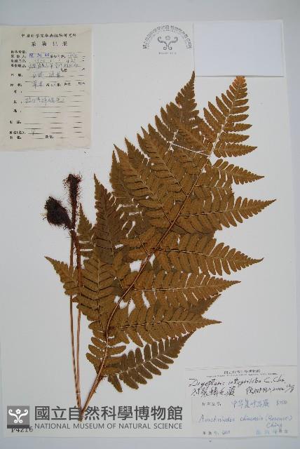 蓬萊鱗毛蕨藏品圖，第1張