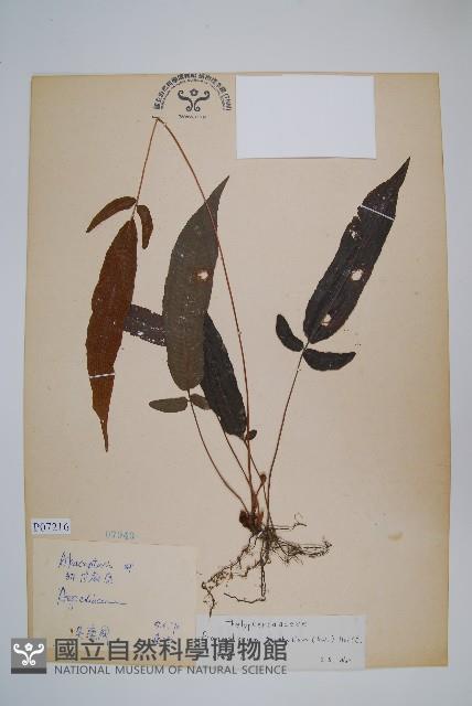 新月蕨藏品圖，第1張