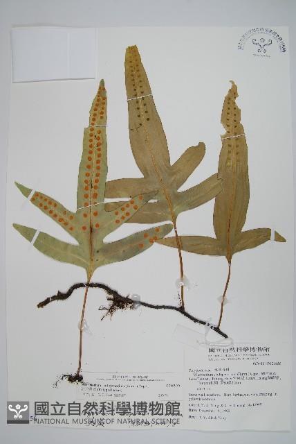 海岸星蕨藏品圖，第1張