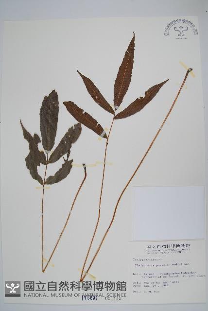 登錄號:P000956藏品圖，第1張