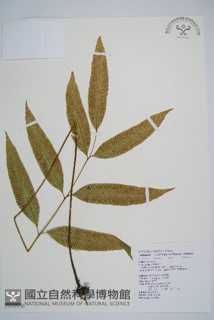 隱脈細柄雙蓋蕨藏品圖，第1張