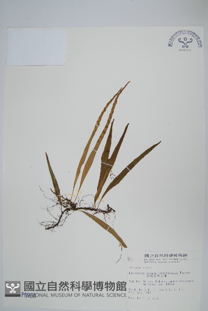 擬芨瓦葦藏品圖，第1張