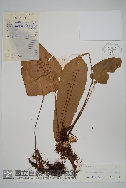 盾蕨藏品圖，第1張