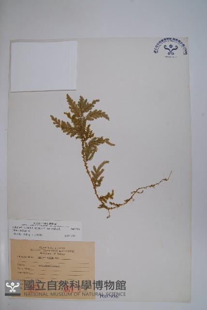 全緣卷柏藏品圖，第1張