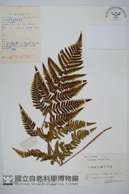 南海鱗毛蕨藏品圖，第1張