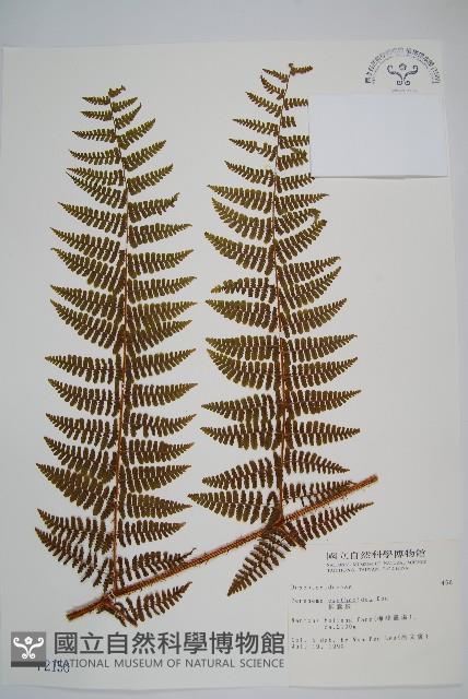 柄囊蕨藏品圖，第1張