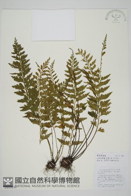 胎生鐵角蕨藏品圖，第1張