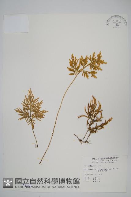 擬密葉卷柏藏品圖，第1張