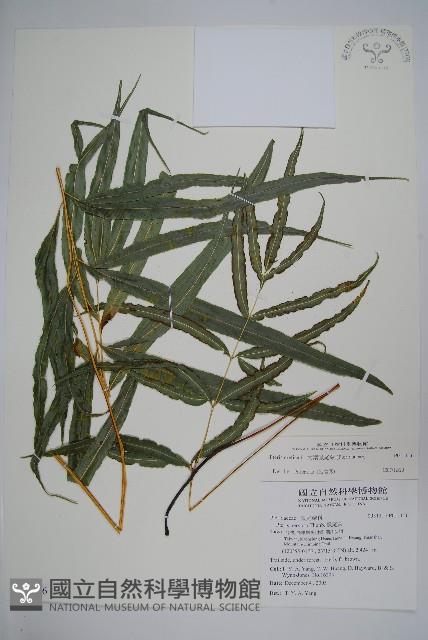 大葉鳳尾蕨藏品圖，第1張