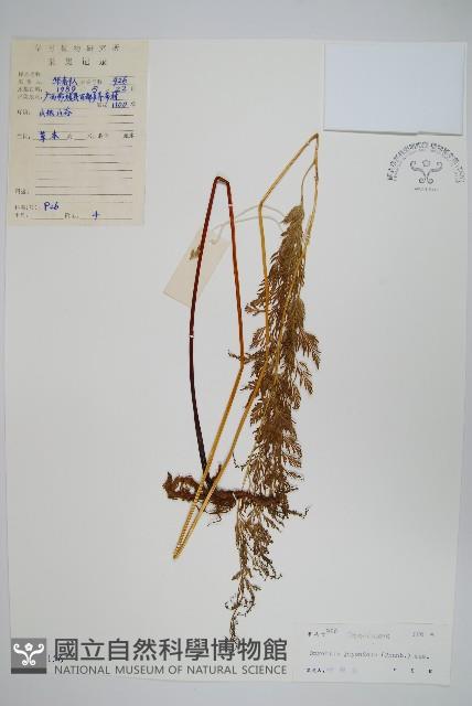 日本金粉蕨藏品圖，第1張