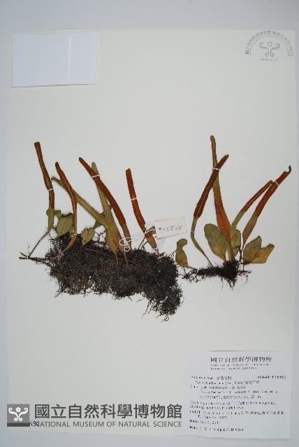 抱樹石葦藏品圖，第1張