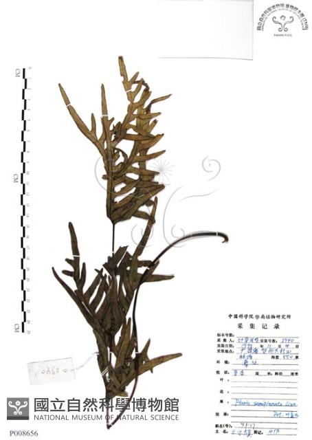 半邊羽裂鳳尾蕨藏品圖，第1張