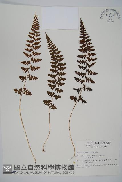 宿蹄蓋蕨藏品圖，第1張