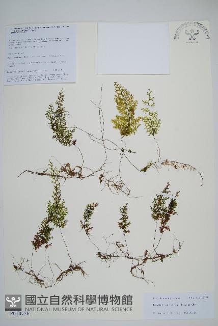 長葉蕗蕨藏品圖，第1張