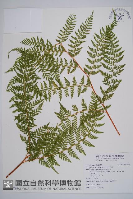 碗蕨藏品圖，第1張