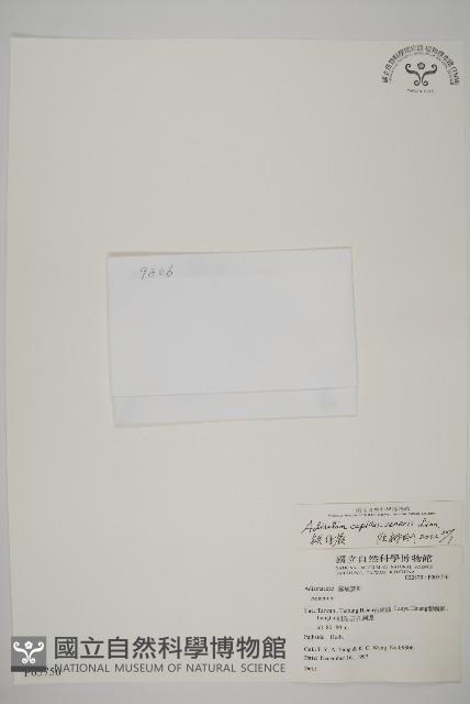 鐵線蕨藏品圖，第1張