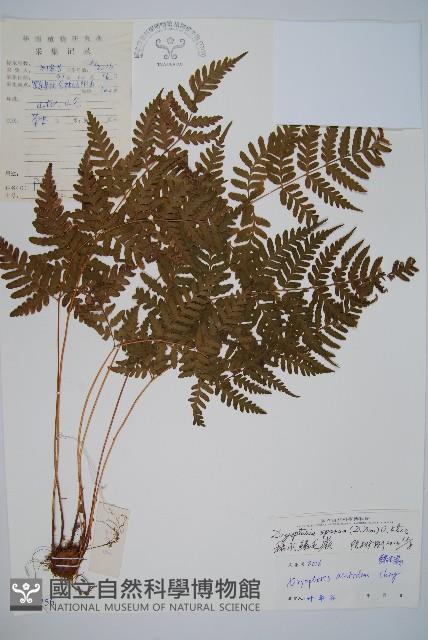 長葉鱗毛蕨藏品圖，第1張