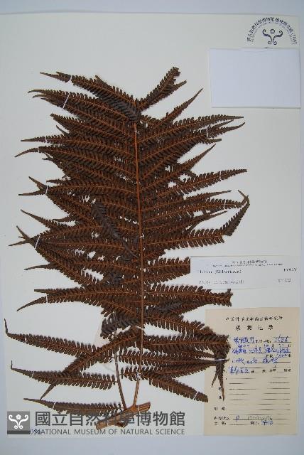 登錄號:P009056藏品圖，第1張