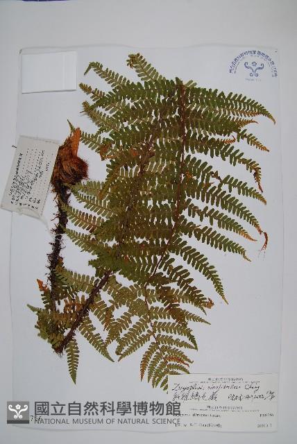 密鱗鱗毛蕨藏品圖，第1張