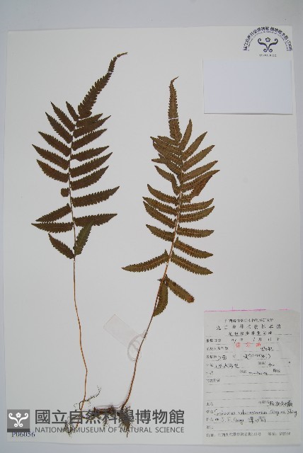 假漸尖毛蕨藏品圖，第1張