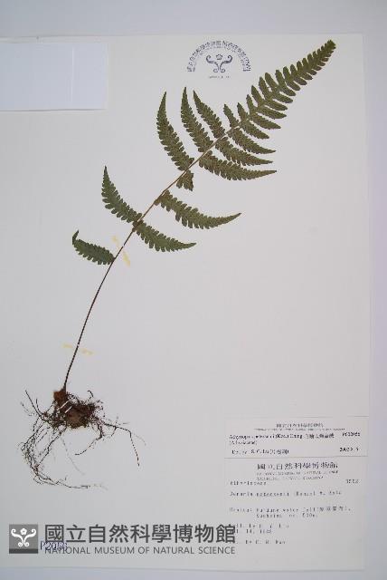 毛軸假蹄蓋蕨藏品圖，第1張