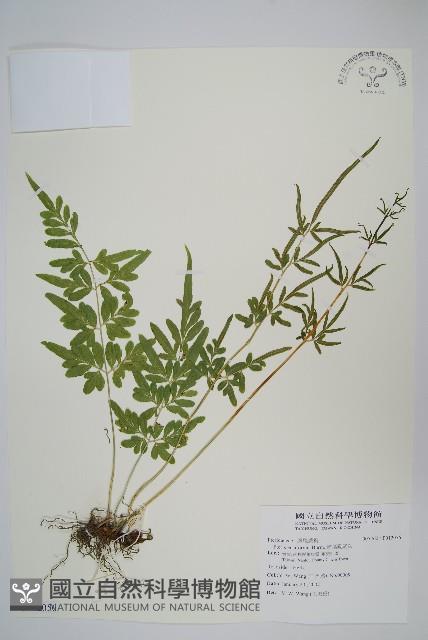 箭葉鳳尾蕨藏品圖，第1張