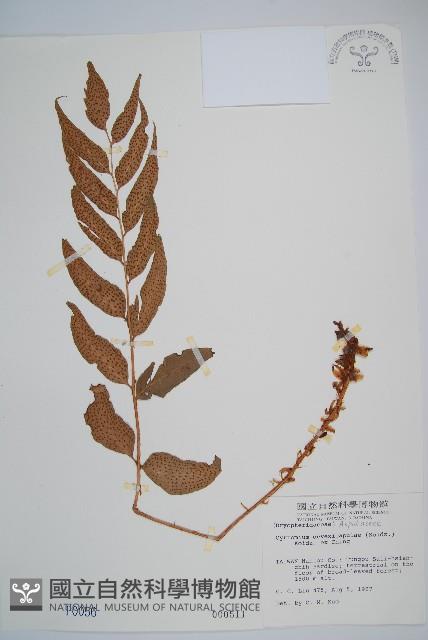 披針貫眾蕨藏品圖，第1張