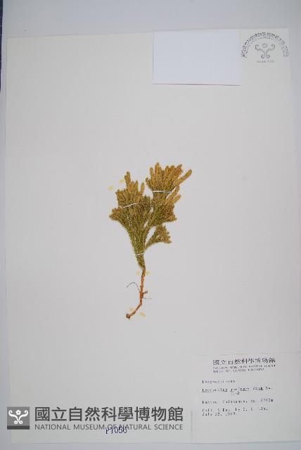 玉柏藏品圖，第1張