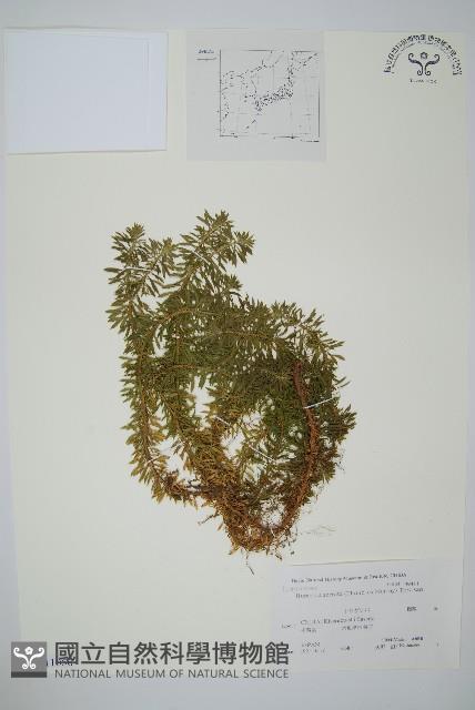 蛇足石杉、千層塔藏品圖，第1張