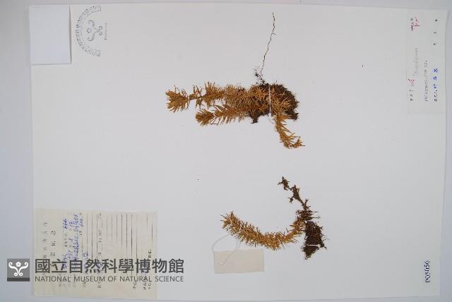 登錄號:P005056藏品圖，第1張