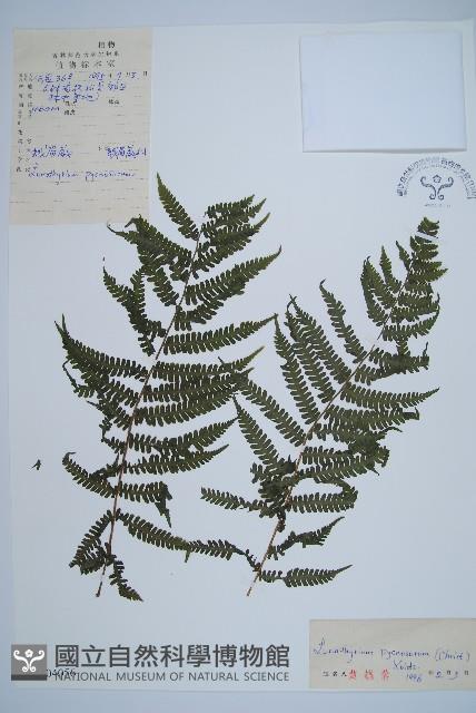 亞蹄蓋蕨藏品圖，第1張